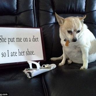 El mito de los perros culpables