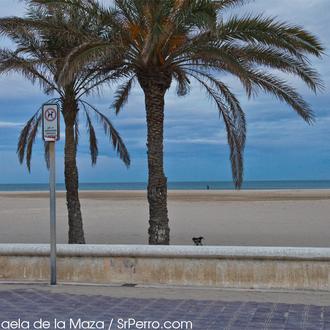 Valencia y los perros: ¿vamos a la playa, oh, ohooo …
