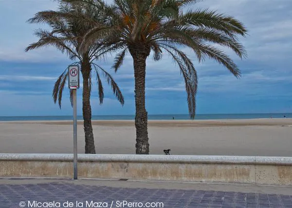 Valencia y los perros: ¿vamos a la playa, oh, ohooo, ohó?