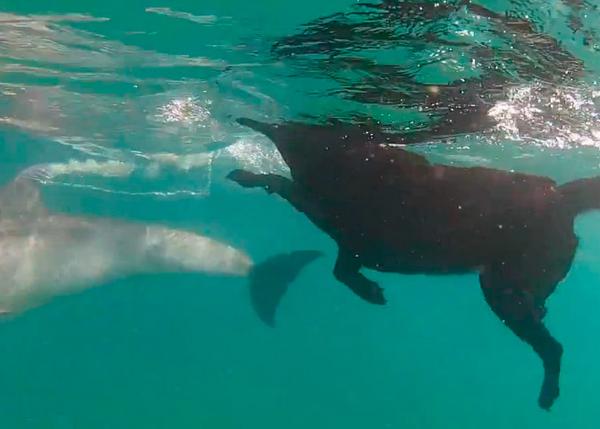 Kira, una bella labrador que se dedica a ¡nadar con los delfines en Mozambique!