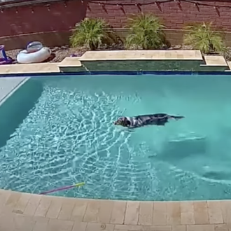 La vida secreta de algunos perros cuando se quedan solos …