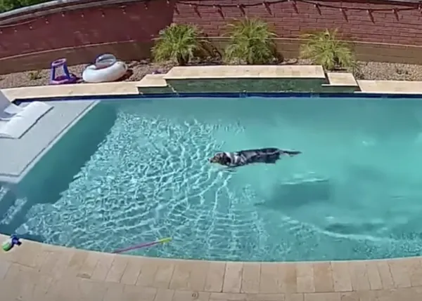 La vida secreta de algunos perros cuando se quedan solos: 