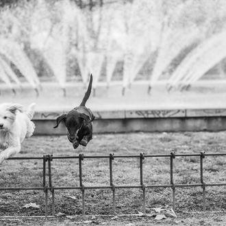 Ya no sería delito robar un perro como consecuencia de …