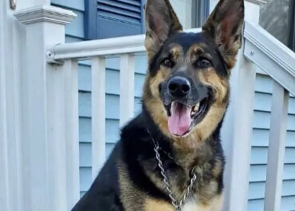 Meses después de ser adoptada, una perra le salva la vida a su humano