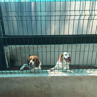 Suma tu firma para lograr el #SacrificioCero para los animales …
