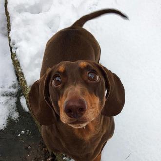 Un perro está tan feliz de tener a su familia …