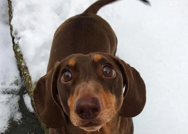 Un perro está tan feliz de tener a su familia todo el día en casa por la cuarentena que... ¡se ha lesionado la cola!