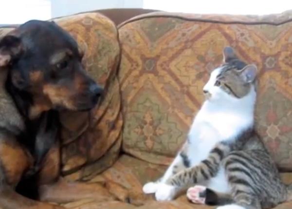 Un perro (santo...), un gato (imparable) y un sofá: comienza la batalla