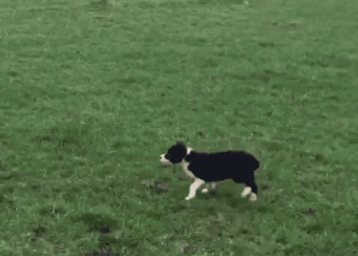 Una cachorrota de Border Collie en su primer 