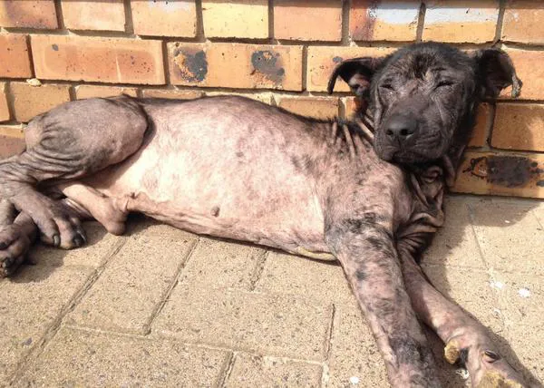 Cambios de nombre y cambios de vida: el rescate de Bruno, que ahora se llama Ollie