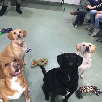 Una perra se reencuentra con sus hermanos y hermanas cuatro …