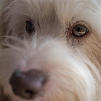 ¿Cómo piensan los perros? Repaso a lo que sabemos sobre …