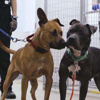 3000 metros para ayudar a perros que se recuperan del …