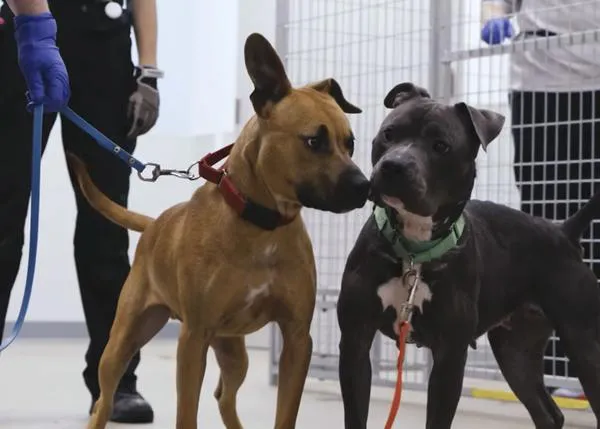3000 metros para ayudar a perros que se recuperan del maltrato: el Centro de Recuperación y Rehabilitación de la ASPCA