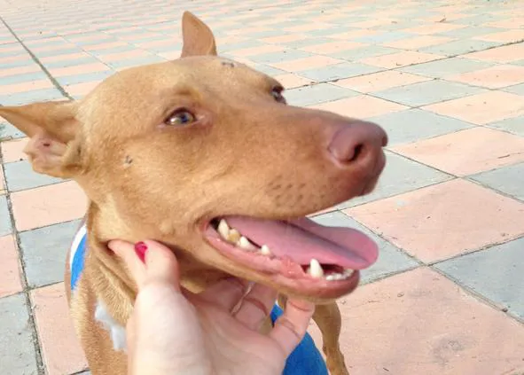 Operación Verne: Un can rescatado necesita tu ayuda