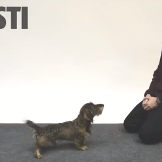 Humanos ladrando como perros y perros... alucinando: un vídeo genera …