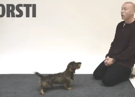 Humanos ladrando como perros y perros... alucinando: un vídeo genera sonrisas