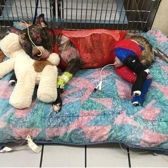 Un hombre pasará 5 años de cárcel por prender fuego …