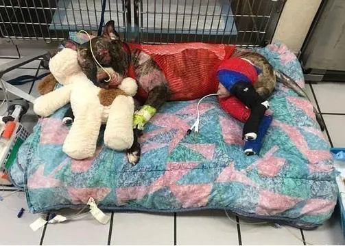 Un hombre pasará 5 años de cárcel por prender fuego y matar a su perro: un caso que ha hecho historia en EEUU