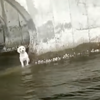 Emotivo y feliz reencuentro con su familia de un perro …