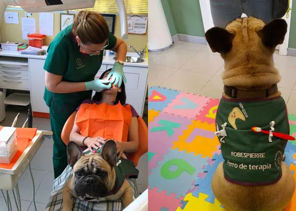 Los perros que aportan calma a los pacientes que sufren ansiedad en el dentista, también en España