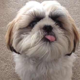 Trucos rarunos que algunos humanos enseñan a sus perros... buuuu