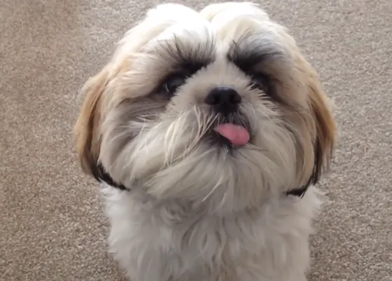 Trucos rarunos que algunos humanos enseñan a sus perros... buuuu