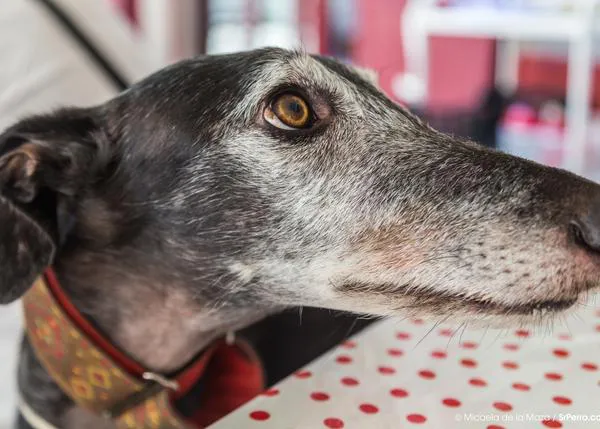 Hasta siempre Vadim, el galgo que disfrutó veloz, vivió feliz e inspiró un bello cuento solidario