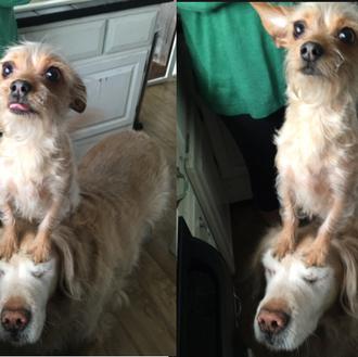 Una perra chiquita con un amigo grande y su fabulosa …