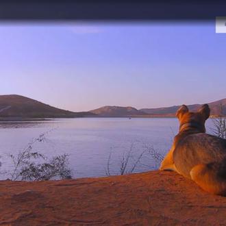 Los perros que sí ven la TV y DOGTV