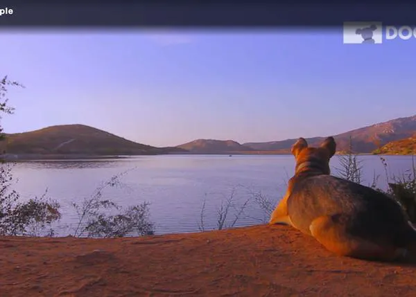 Los perros que sí ven la TV y DOGTV