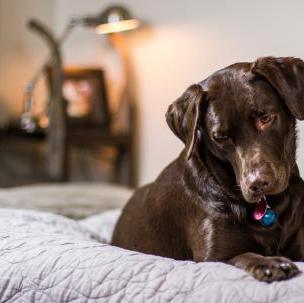 La gran mayoría de humanos perrunos duerme con su can …