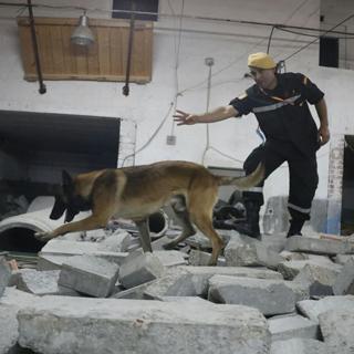 Así trabajan los perros de la UME, los perros que …