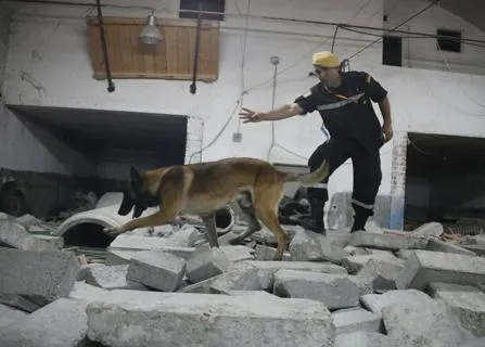 Así trabajan los perros de la UME, los perros que ayudan a salvar vidas tanto en España como en el extranjero
