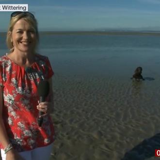 El arte de torpedear un vídeo en versión canina: photobombing …