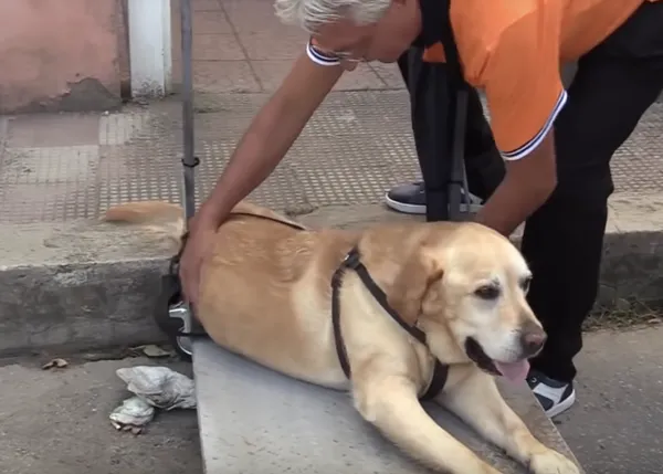 Diseña un carrito con sombrilla para poder pasear a su can, anciano y con artritis