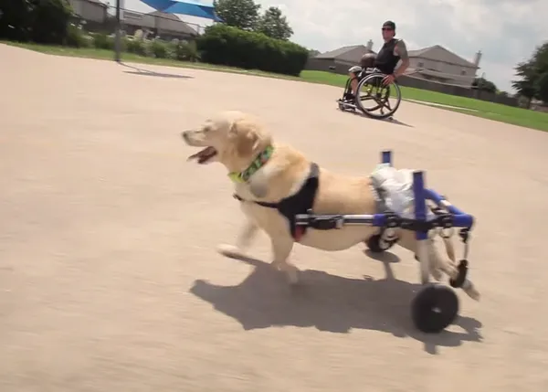 Chance, Suerte: un can paralítico encuentra a su mejor amigo humano