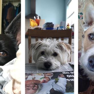 Perros que esperan captar tu atención, hacerte reír, darte su …
