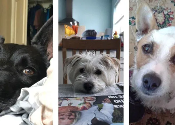 Perros que esperan captar tu atención, hacerte reír, darte su cariño, explorar el mundo contigo...