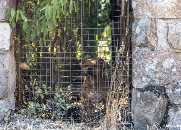 FAADA elabora un protocolo básico de emergencia para protectoras y refugios de animales