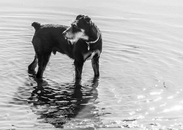  He vacunado mi perro frente la leishmaniosis, ¿tengo que seguir protegiéndolo?