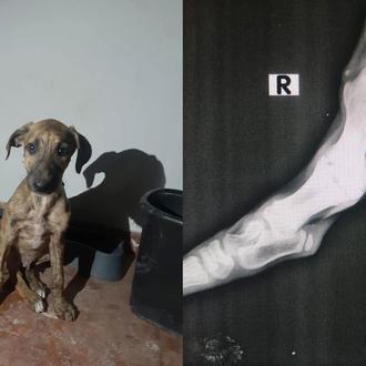 Galgos 112 al rescate: cómo ayudar a perros malheridos que …