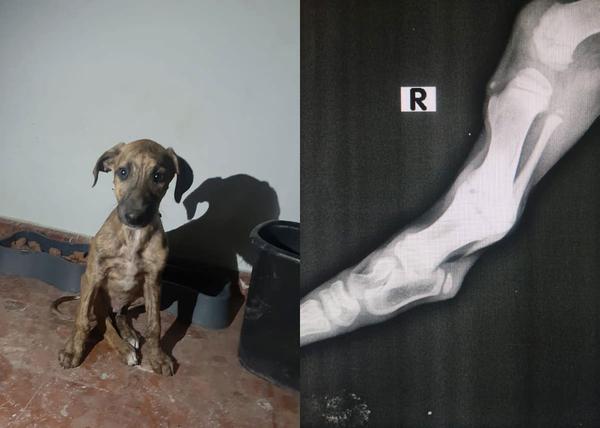Galgos 112 al rescate: cómo ayudar a perros malheridos que necesitan sanar heridas físicas y psíquicas