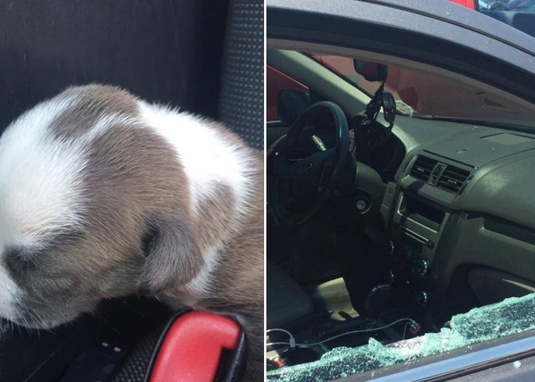 Un policía rescata a un cachorrito que habían dejado dentro de un coche, al sol