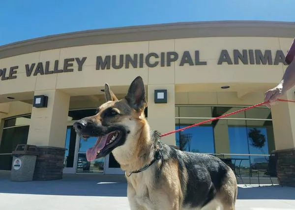 Una perra logra escapar del Centro de Control Animal en busca de su familia