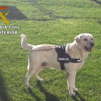 Los perros policía y 