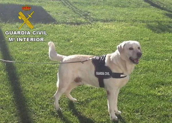 Los perros policía y 