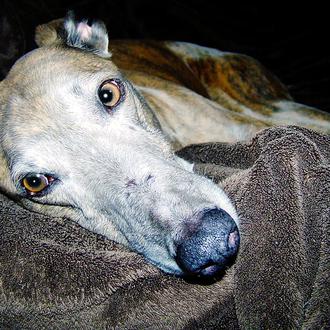 Una mutación genética -más común en los Galgos- conlleva un …