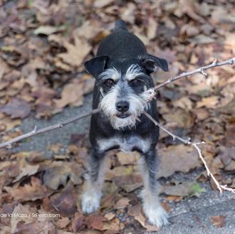 Escapadas con perro en Otoño: hoteles con encanto que admiten …