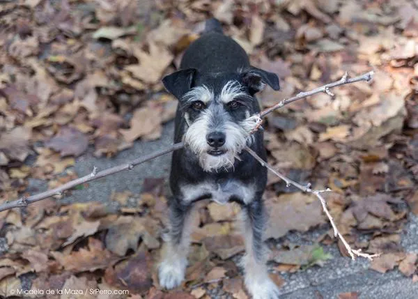 Escapadas con perro en Otoño: hoteles con encanto que admiten mascotas